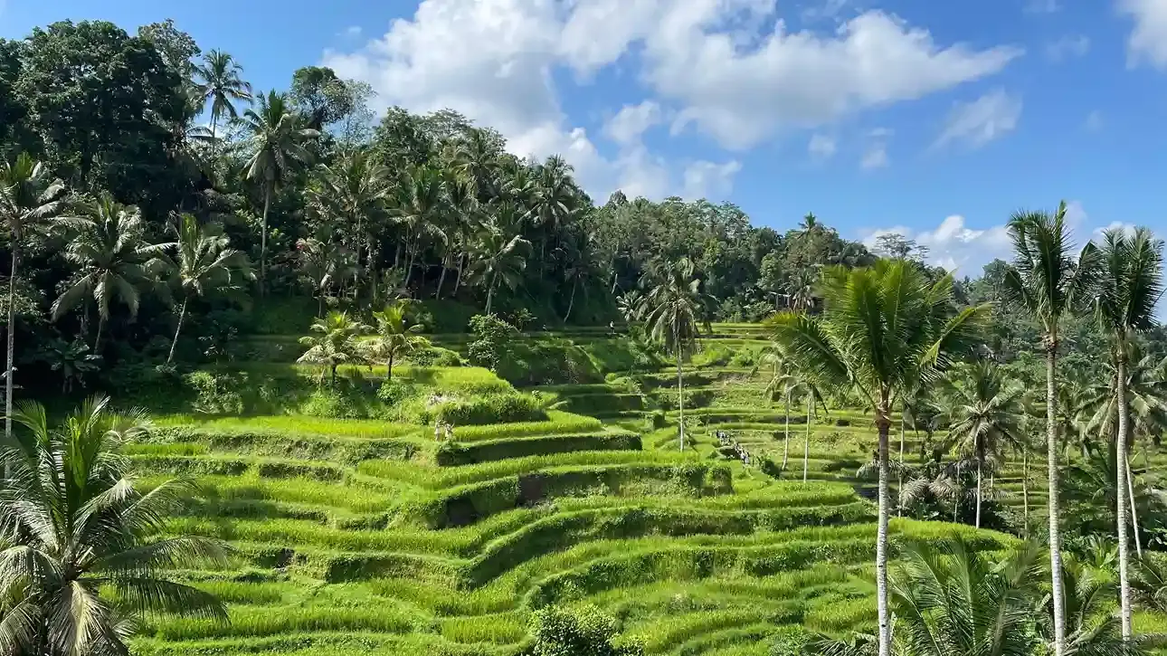 Rice terraces and coconut palms at Tegalalang
